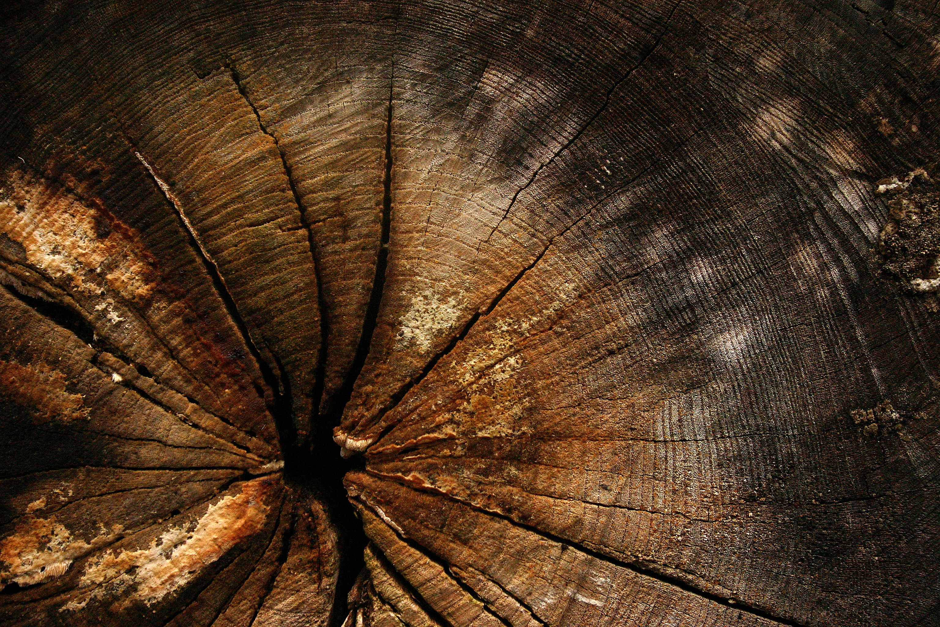 summer in the countryside  in denmark